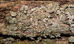 Hypocenomyce scalaris