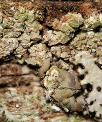 Hypocenomyce scalaris