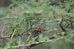 Trachyphonus erythrocephalus