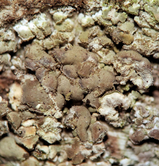Hypocenomyce scalaris