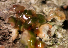 Hypocenomyce scalaris