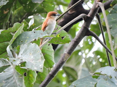 Pachyramphus rufus