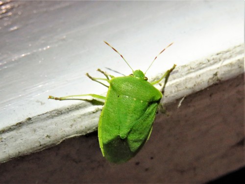 Southern Green Stink Bug photo 6
