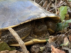 Trachemys grayi grayi