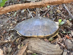 Trachemys grayi grayi