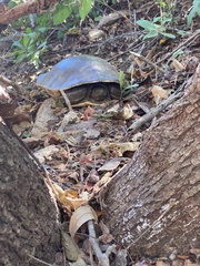 Trachemys grayi grayi