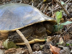 Trachemys grayi grayi
