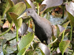 Pardirallus nigricans