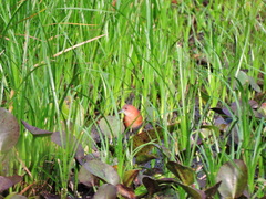 Laterallus albigularis