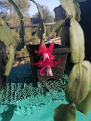 Schlumbergera buckleyi