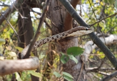 Oxybelis potosiensis