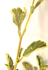 Hermannia holosericea