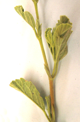 Hermannia holosericea