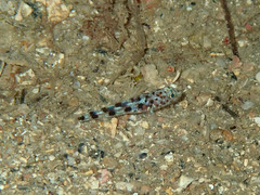 Thorogobius ephippiatus
