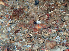 Vanneaugobius dollfusi