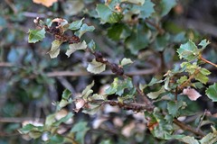 Disholandricus chrysolepidis