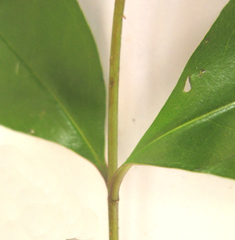 Olea capensis capensis