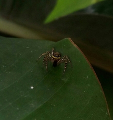 Asaphobelis physonychus