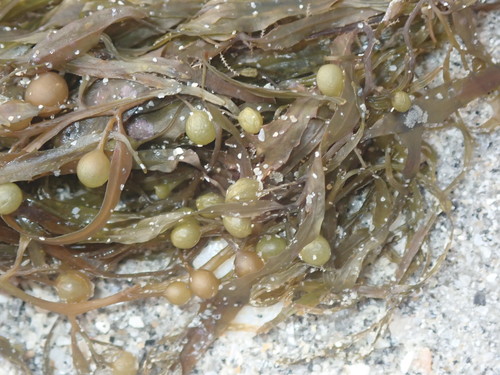 Photo of Filmy Sargassum (Sargassum filipendula)