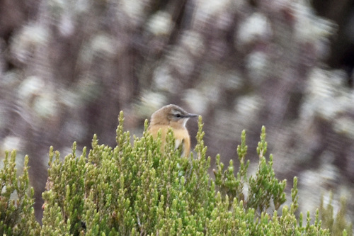 Cinnamon Bracken Warbler (Bradypterus cinnamomeus), photo 4