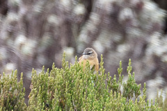 Bradypterus cinnamomeus