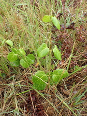 Cynanchum obtusifolium