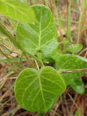 Cynanchum obtusifolium