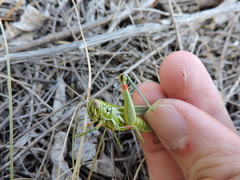 Hesperotettix viridis