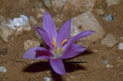Colchicum filifolium