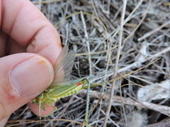 Hesperotettix viridis