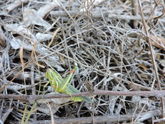 Hesperotettix viridis