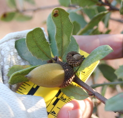 Quercus × acutidens