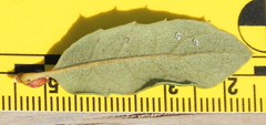Quercus × acutidens
