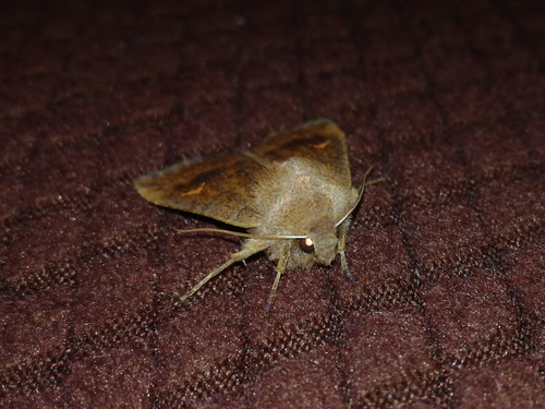 mora bielobodková (Eupsilia transversa)