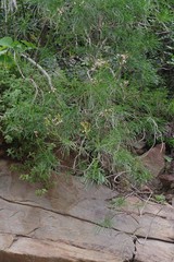 Senecio linifolius
