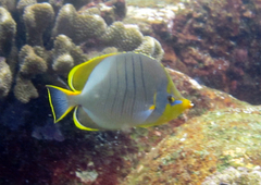 Chaetodon xanthocephalus