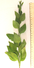 Solanum guineense