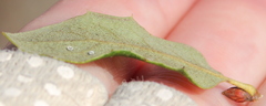 Quercus × acutidens