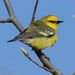 Blue-winged Warbler - Photo (c) Carl-Adam Wegenschimmel, some rights reserved (CC BY-NC), uploaded by Carl-Adam Wegenschimmel