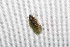 Cixius pini