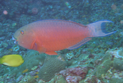 Chlorurus strongylocephalus