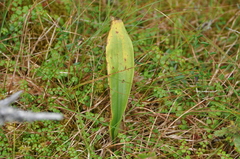 Cypripedium acaule