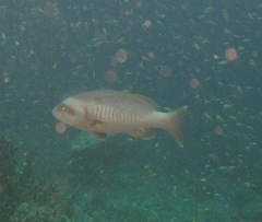 Gracila albomarginata