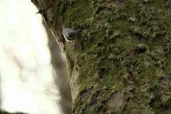 Sitta europaea caesia