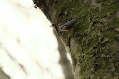 Sitta europaea caesia