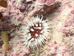 Urticina felina