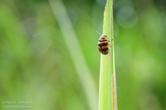 Cryptocephalus trifasciatus