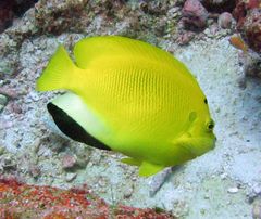 Apolemichthys trimaculatus