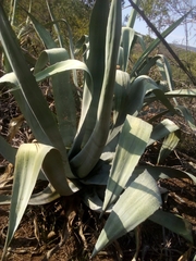 Agave americana