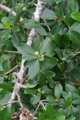 Ficus burtt-davyi
